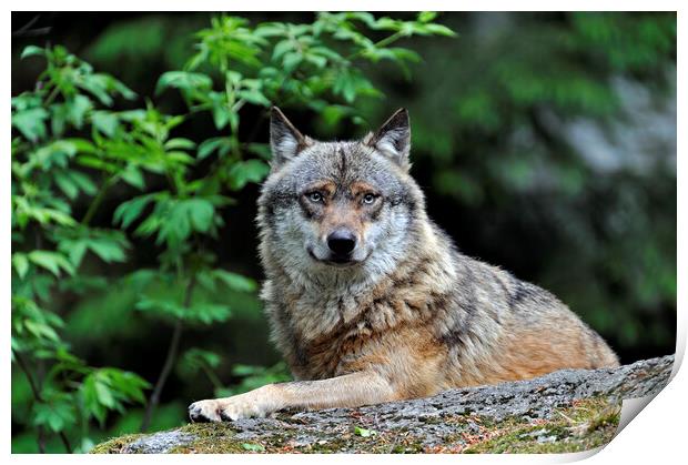 Wolf on Rock in Forest Print by Arterra 