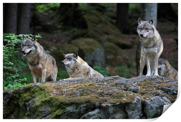 Wolf Pack on Rock in Forest Print by Arterra 