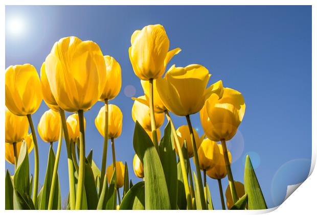 Yellow Tulips in Spring Print by Arterra 
