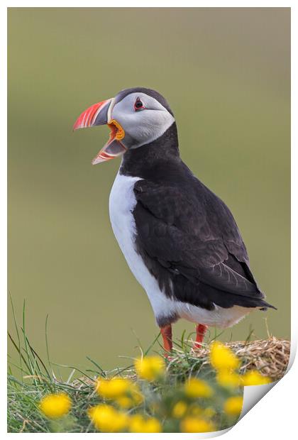 Atlantic Puffin Calling Print by Arterra 