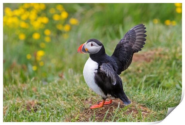 Atlantic Puffin Stretching Wings Print by Arterra 