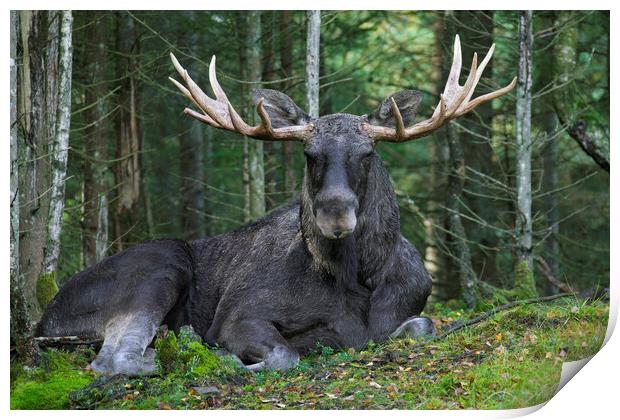 Moose in Boreal Forest Print by Arterra 