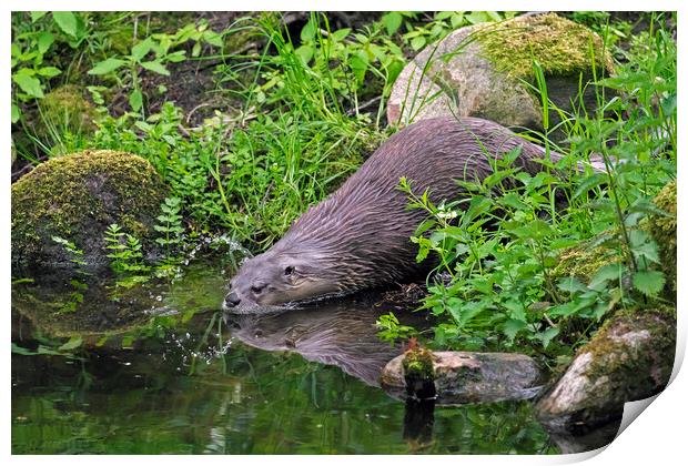 Eurasian Otter Entering Water of Pond Print by Arterra 