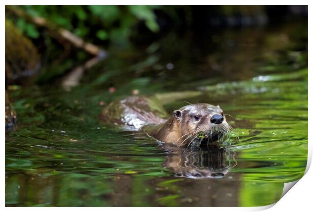 European River Otter Swimming in Stream Print by Arterra 