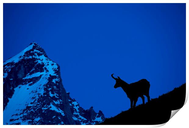 Chamois Silhouette at Dusk in the Alps Print by Arterra 