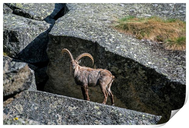 Alpine Ibex in Rock Face Print by Arterra 