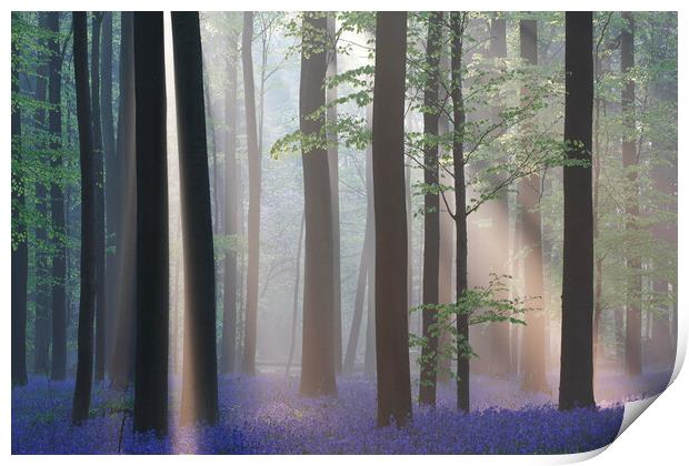 Bluebells and Silhouetted Trees in misty Woodland Print by Arterra 