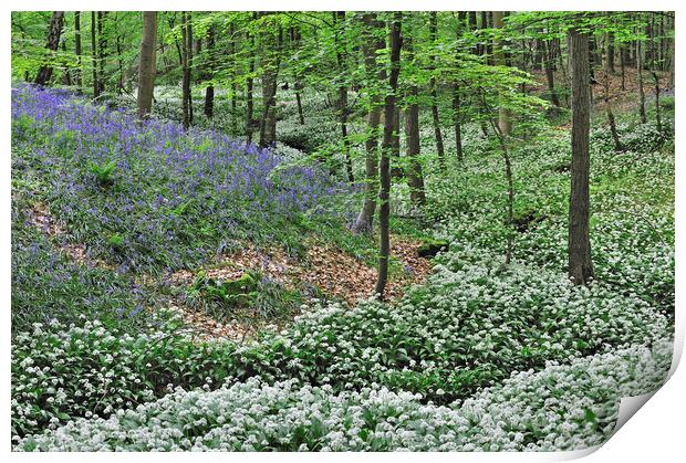 Wild Garlic and Bluebell Flowers in Beech Forest Print by Arterra 