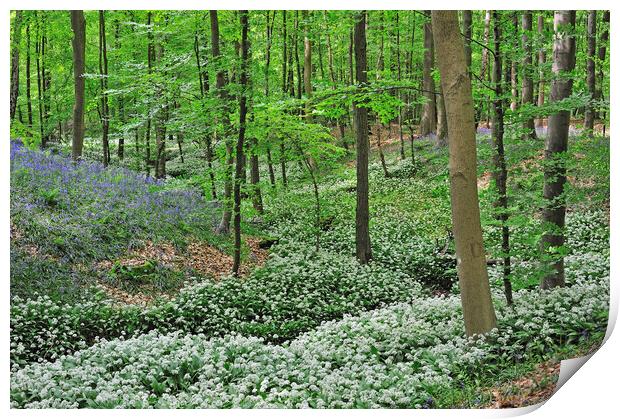Wild Garlic and Bluebells Flowering in Spring Wood Print by Arterra 