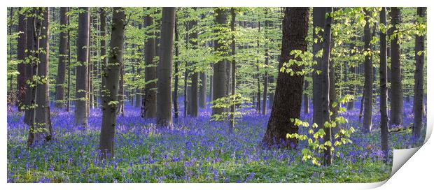 Bluebell Flowers in Beech Woodland in Spring Print by Arterra 