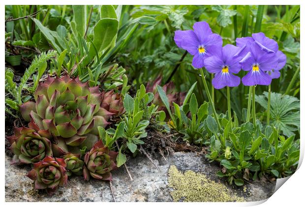 Houseleek and Mountain Violets in Flower  Print by Arterra 