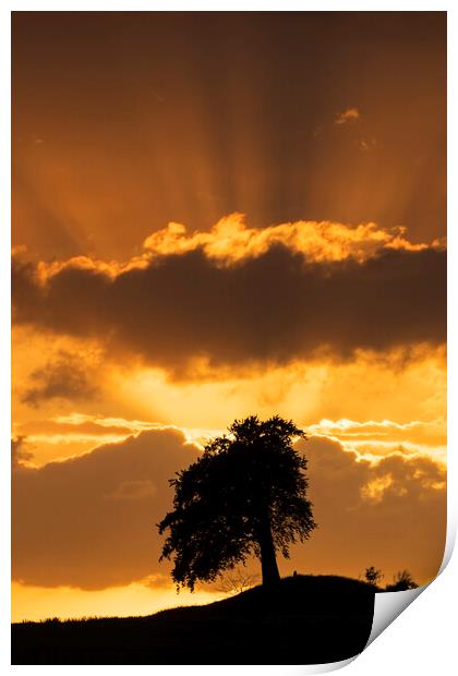 Silhouette of Lone Beech Tree at Sunset Print by Arterra 