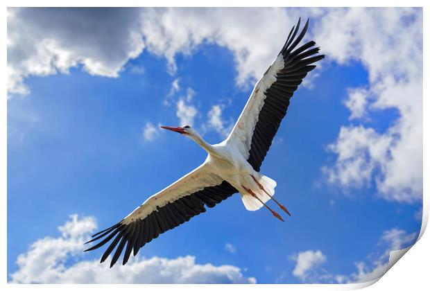 White Stork Flying Print by Arterra 