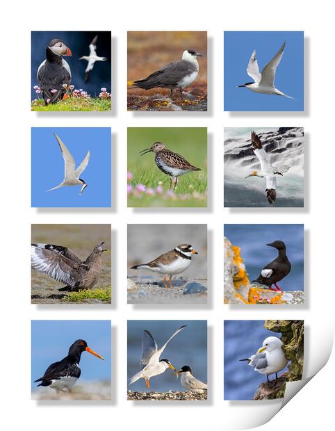 Scottish Seabirds Print by Arterra 