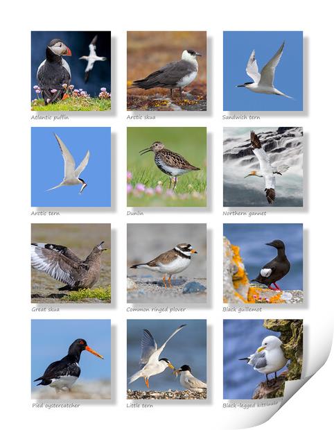 Scottish Seabirds Collection Print by Arterra 