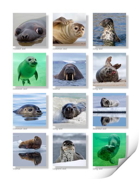Seals Collection Print by Arterra 