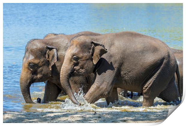 Asian Elephants Bathing in Lake Print by Arterra 