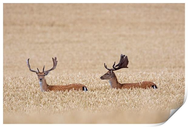 Fallow Deer Bucks in Wheat Field Print by Arterra 