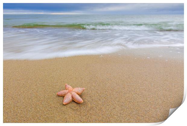 Starfish on Sandy Beach Print by Arterra 