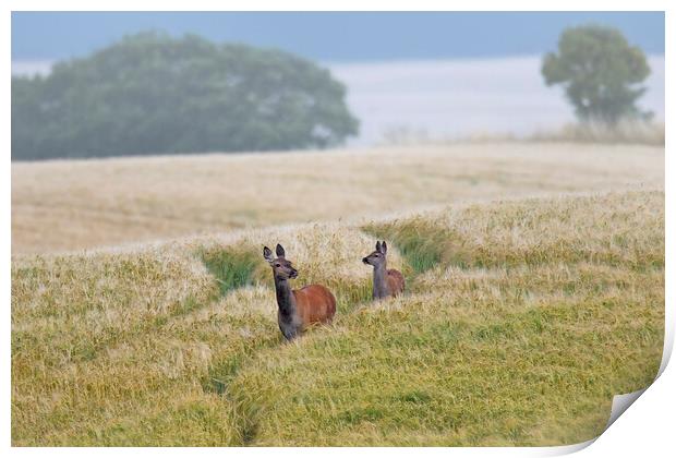 Red Deer in Wheat Field  Print by Arterra 