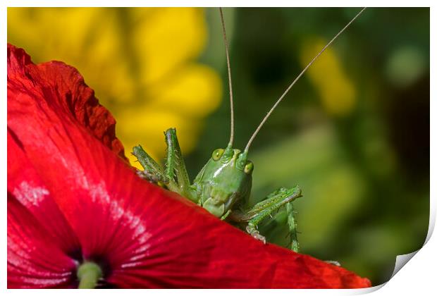 Great Green Bush-Cricket on Poppy Print by Arterra 