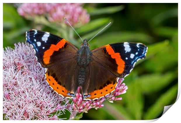 Red Admiral Print by Arterra 