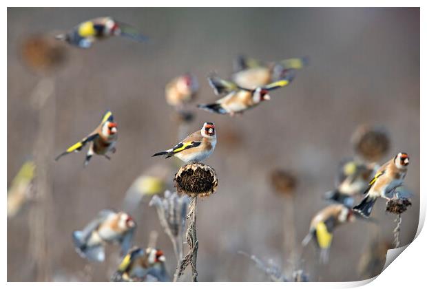 Goldfinches  Print by Arterra 