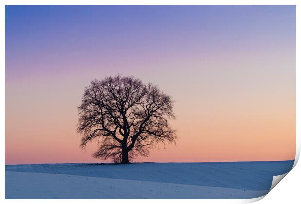 Solitary English Oak Tree at Sunset Print by Arterra 