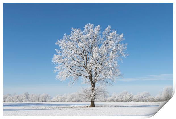 Solitary Oak Tree in Frosty Weather Print by Arterra 