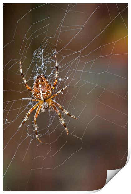 Garden Spider Print by Arterra 