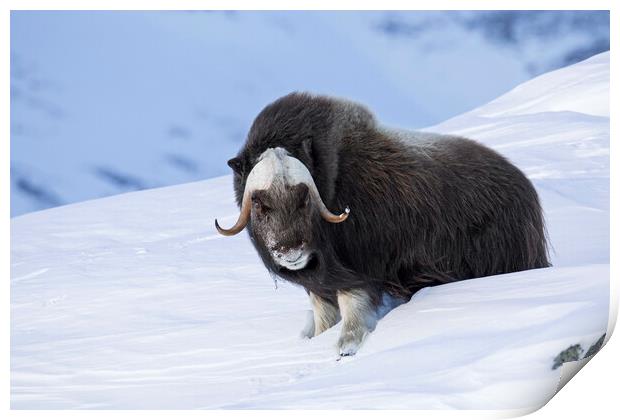 Muskox Bull in Winter, Norway Print by Arterra 