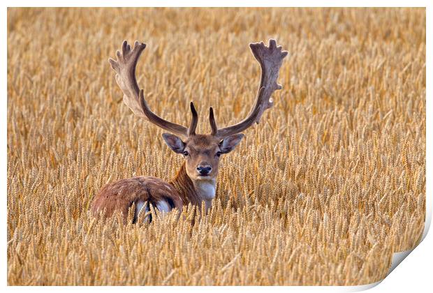 Fallow Deer Buck in Wheat Field Print by Arterra 