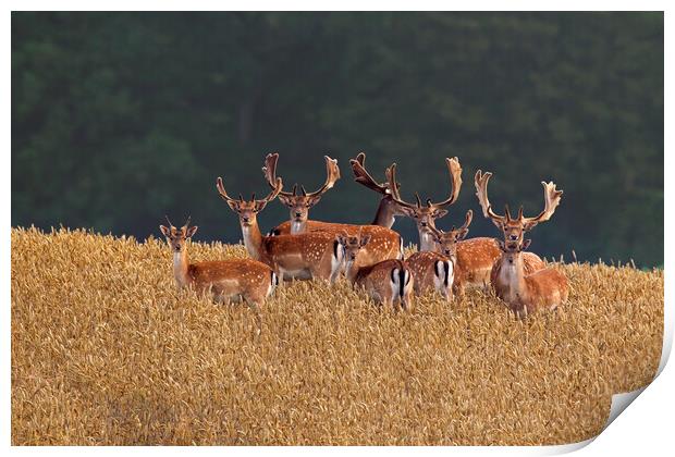 Fallow Deer Bucks in Wheat Field Print by Arterra 