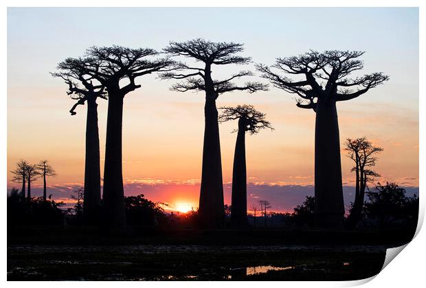 Baobab Silhouettes at Sunset Print by Arterra 