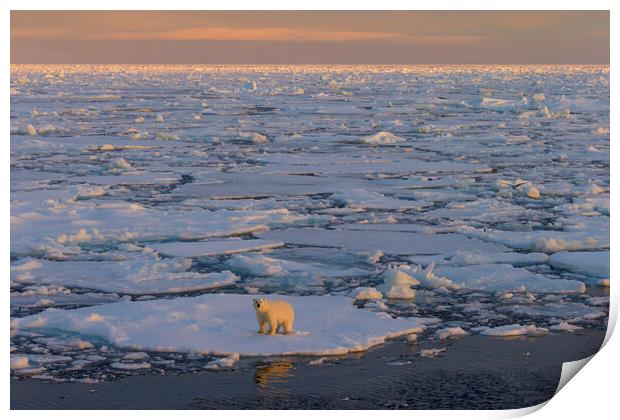 Polar Bear on Drift Ice at Sunset Print by Arterra 