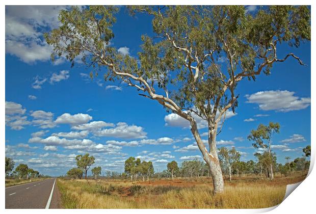 Eucalyptus Tree, Australia Print by Arterra 