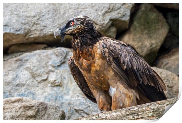 Bearded Vulture Print by Arterra 