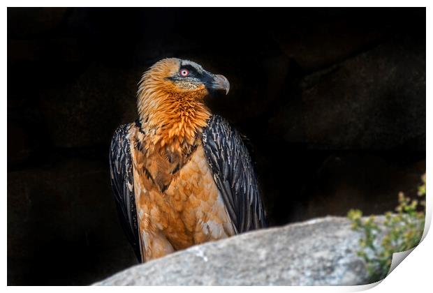 Bearded Vulture in the Pyrenees Print by Arterra 