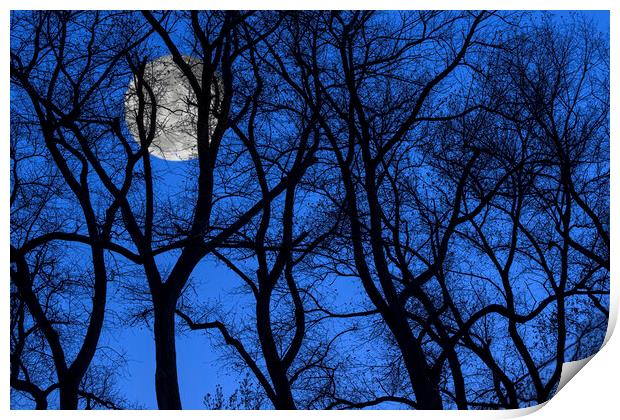 Silhouetted Trees at Full Moon Print by Arterra 