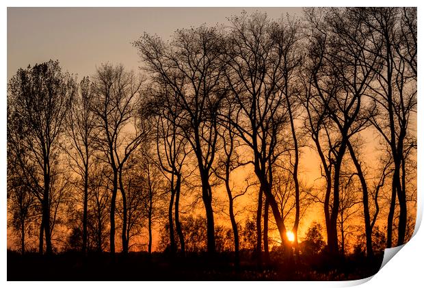 Silhouetted Trees at Sunset Print by Arterra 