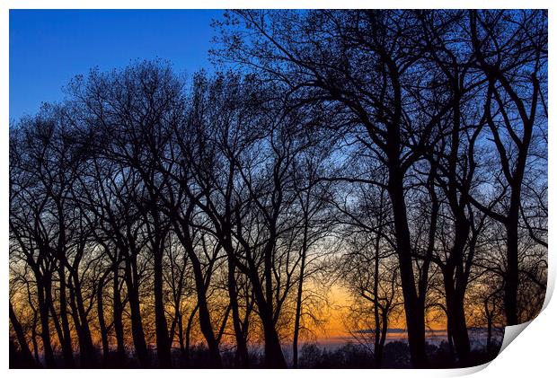 Bare Trees at Sunset Print by Arterra 