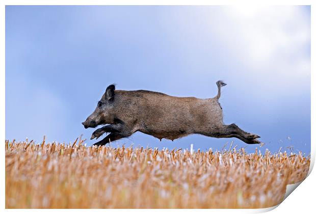 Wild Boar Fleeing Print by Arterra 