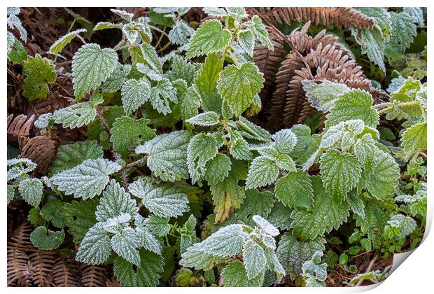 Nettles and Blackberry Leaves Covered in Frost Print by Arterra 