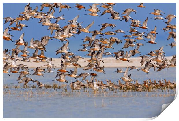 Bar-Tailed Godwit Flock in Flight Print by Arterra 