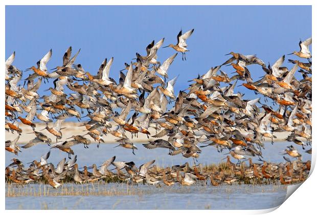 Bar-Tailed Godwits Taking Off Print by Arterra 