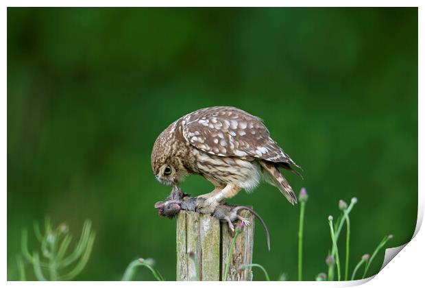 Little Owl Eating Mouse Print by Arterra 