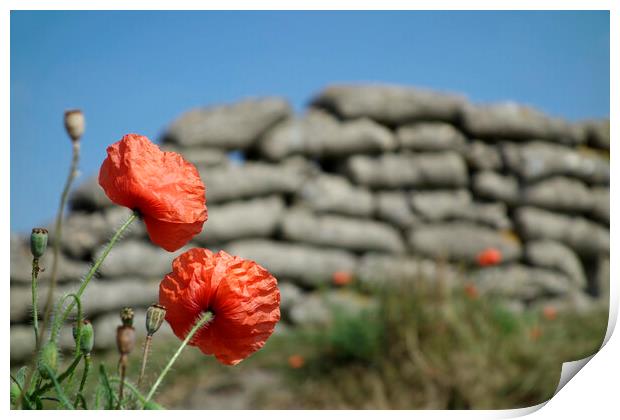 Red Poppies in WWI Trench Print by Arterra 