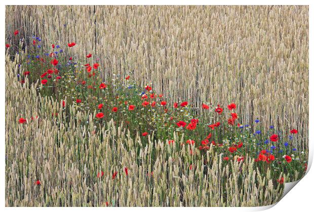 Red Poppies in Flower in Wheat Field Print by Arterra 