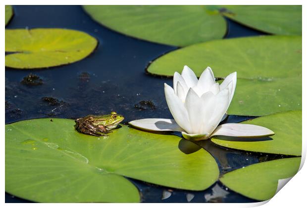 Green Frog on Waterlily Pad Print by Arterra 