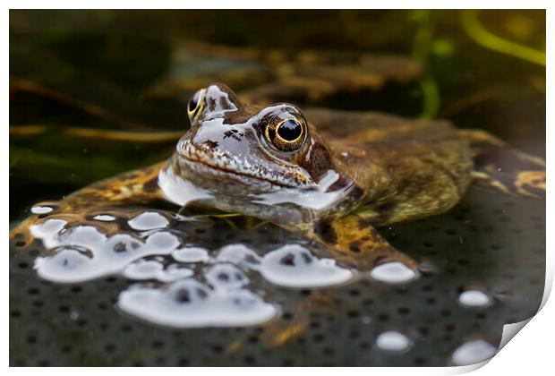 Brown Frog in Pond with Frogspawn Print by Arterra 